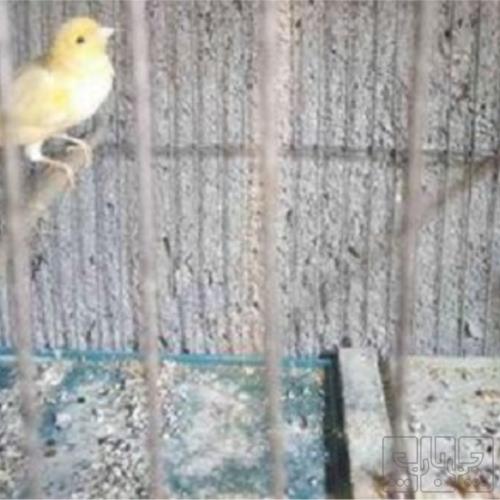 خانه و  آشپزخانه - حیوانات - پرندگان