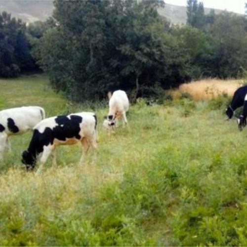 خانه و  آشپزخانه - حیوانات - پستانداران