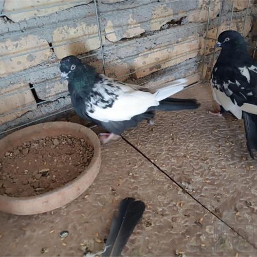 خانه و  آشپزخانه - حیوانات - پرندگان