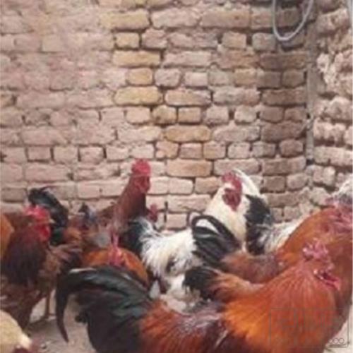 خانه و  آشپزخانه - حیوانات - پرندگان
