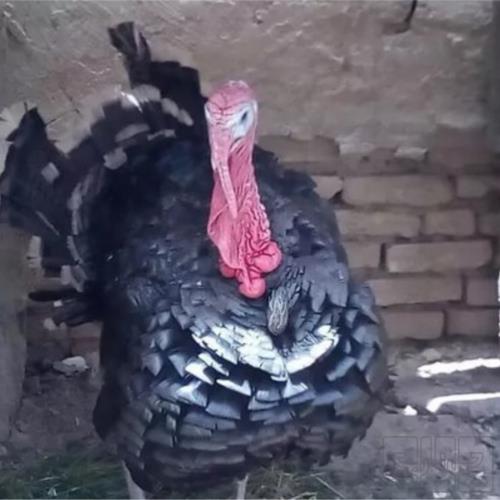 خانه و  آشپزخانه - حیوانات - پرندگان