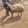 خانه و  آشپزخانه - حیوانات - پستانداران