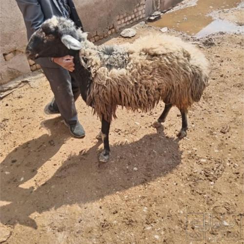 خانه و  آشپزخانه - حیوانات - پستانداران