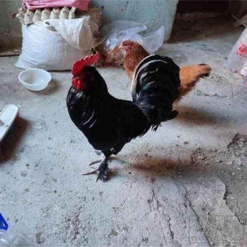 خانه و  آشپزخانه - حیوانات - پرندگان