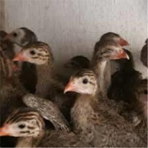 حیوانات