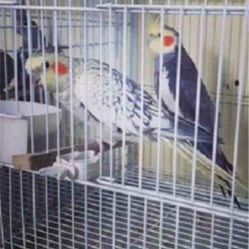 خانه و  آشپزخانه - حیوانات - پرندگان
