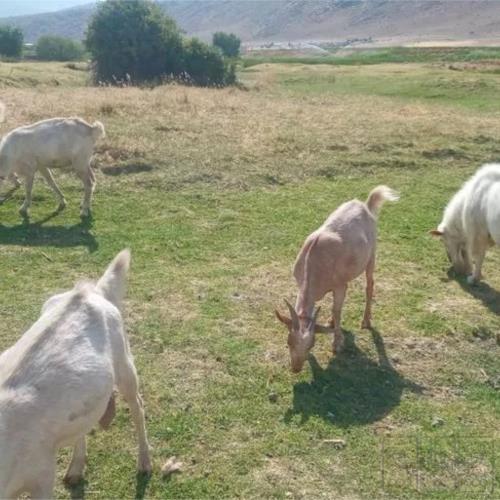 خانه و  آشپزخانه - حیوانات - پستانداران