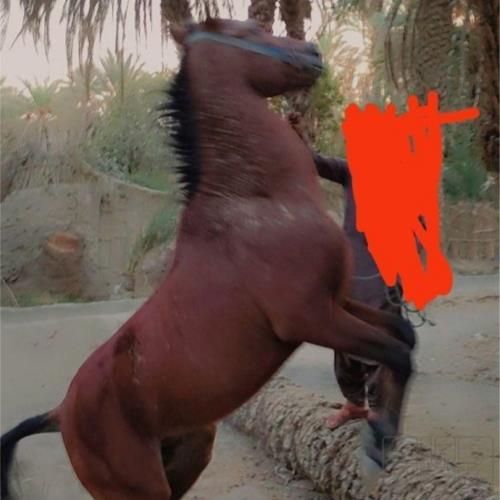 خانه و  آشپزخانه - حیوانات - پستانداران