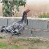 خانه و  آشپزخانه - حیوانات - پرندگان