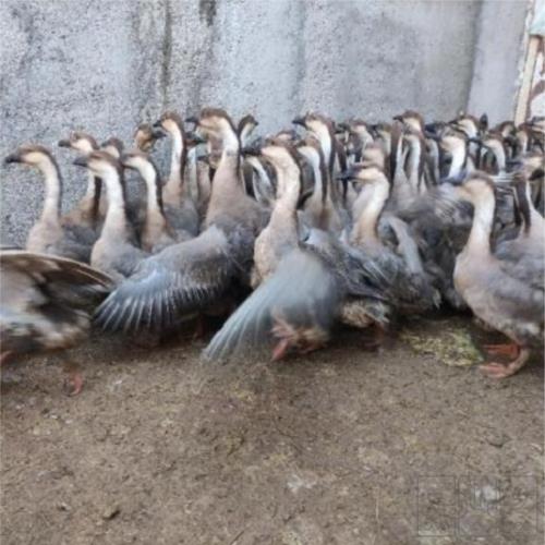 خانه و  آشپزخانه - حیوانات - پرندگان