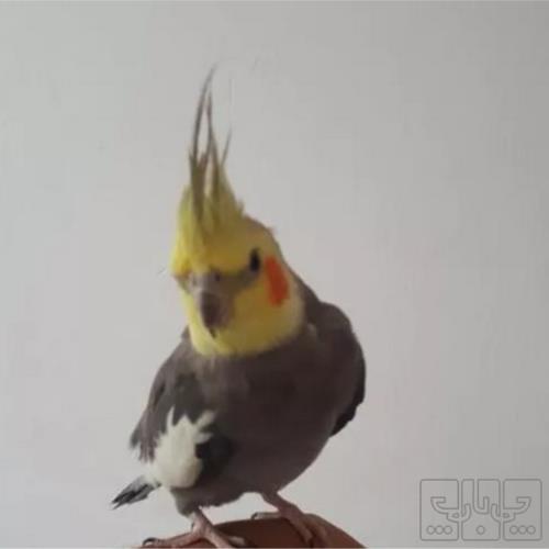 خانه و  آشپزخانه - حیوانات - پرندگان