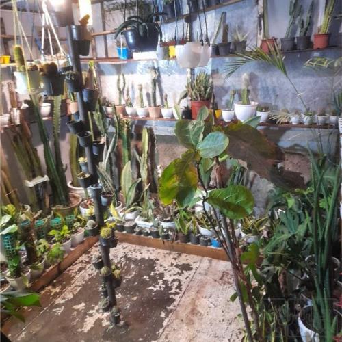 خانه و  آشپزخانه - باغبانی - گل و گیاه طبیعی