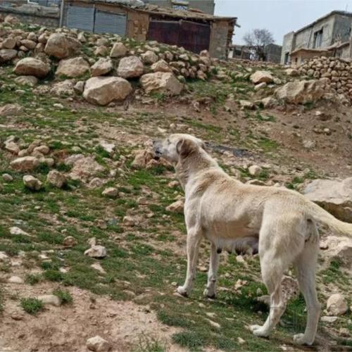 خانه و  آشپزخانه - حیوانات - پستانداران