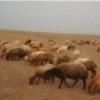 خانه و  آشپزخانه - حیوانات - پستانداران