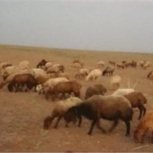 خانه و  آشپزخانه - حیوانات - پستانداران