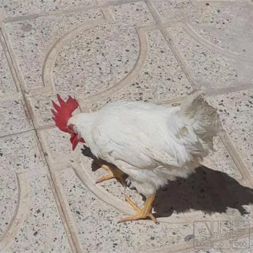 خانه و  آشپزخانه - حیوانات - پرندگان