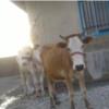 خانه و  آشپزخانه - حیوانات - پستانداران