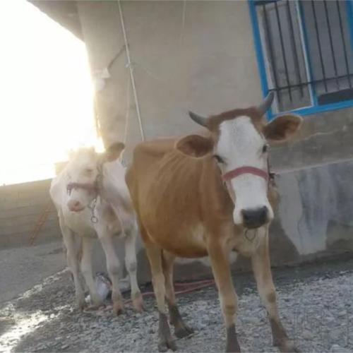 خانه و  آشپزخانه - حیوانات - پستانداران
