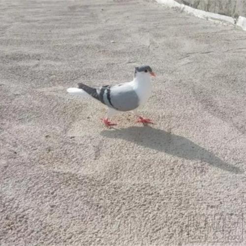 خانه و  آشپزخانه - حیوانات - پرندگان