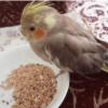 خانه و  آشپزخانه - حیوانات - پرندگان