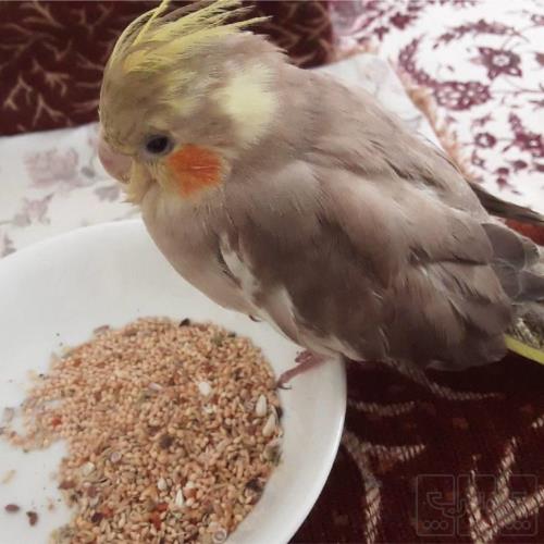 خانه و  آشپزخانه - حیوانات - پرندگان