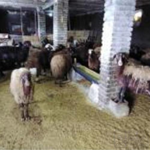 خانه و  آشپزخانه - حیوانات - پستانداران