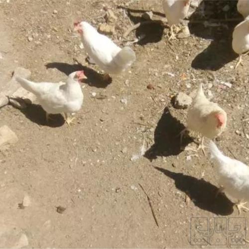 خانه و  آشپزخانه - حیوانات - پرندگان