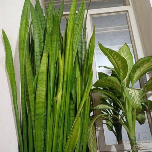 خانه و  آشپزخانه - باغبانی - گل و گیاه طبیعی