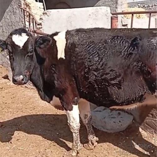 خانه و  آشپزخانه - حیوانات - پستانداران