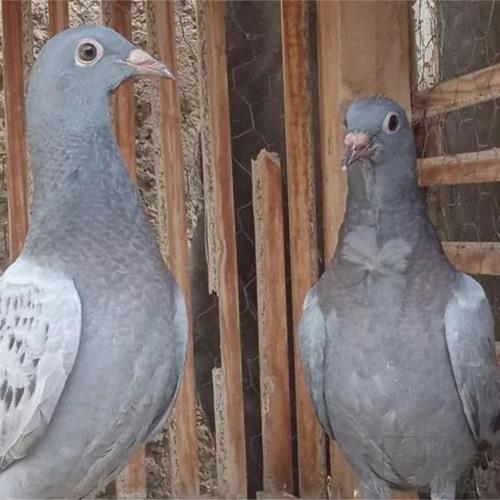 خانه و  آشپزخانه - حیوانات - پرندگان