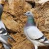 خانه و  آشپزخانه - حیوانات - پرندگان