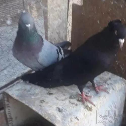 خانه و  آشپزخانه - حیوانات - پرندگان