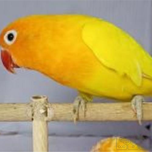 خانه و  آشپزخانه - حیوانات - پرندگان