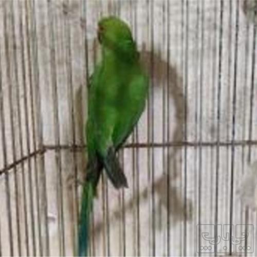 خانه و  آشپزخانه - حیوانات - پرندگان