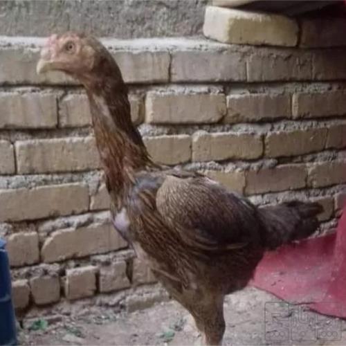 خانه و  آشپزخانه - حیوانات - پرندگان