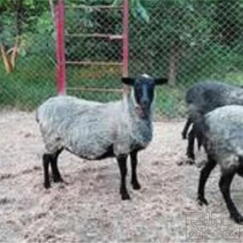 خانه و  آشپزخانه - حیوانات - پستانداران