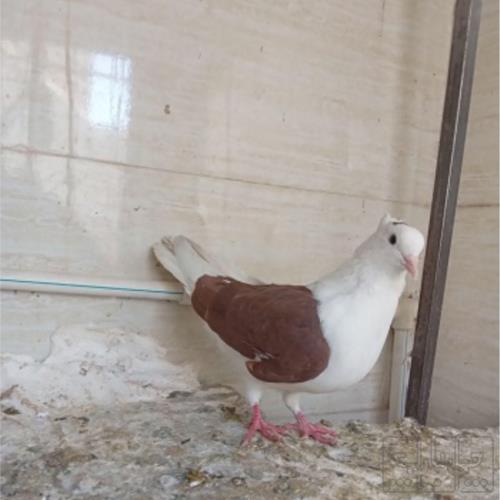 خانه و  آشپزخانه - حیوانات - پرندگان