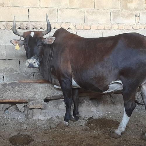 خانه و  آشپزخانه - حیوانات - پستانداران
