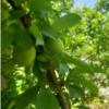 باغ و باغچه - انتقال مالکیت قطعی - ملکی
