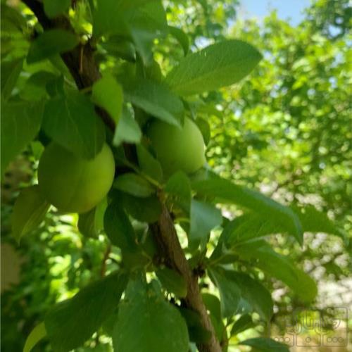 باغ و باغچه - انتقال مالکیت قطعی - ملکی