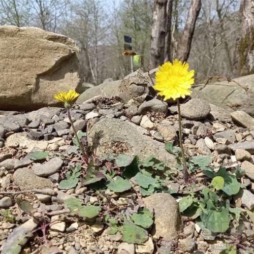 باغ و باغچه - انتقال مالکیت قطعی - ملکی