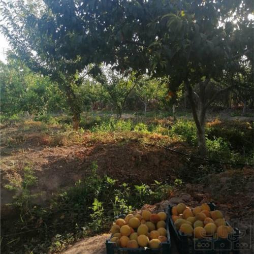 باغ و باغچه - انتقال مالکیت قطعی - ملکی