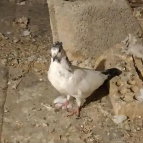خانه و  آشپزخانه - حیوانات - پرندگان