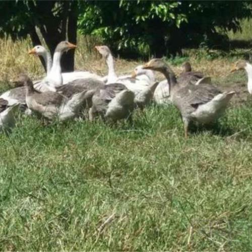 خانه و  آشپزخانه - حیوانات - پرندگان