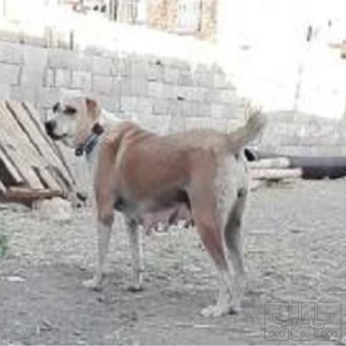 خانه و  آشپزخانه - حیوانات - پستانداران