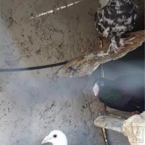 خانه و  آشپزخانه - حیوانات - پرندگان
