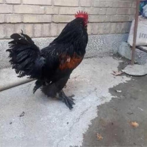 خانه و  آشپزخانه - حیوانات - پرندگان