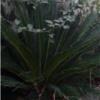 خانه و  آشپزخانه - باغبانی - گل و گیاه طبیعی