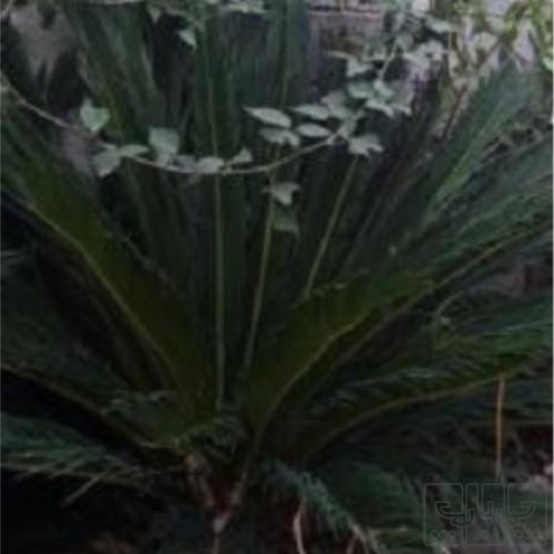 خانه و  آشپزخانه - باغبانی - گل و گیاه طبیعی