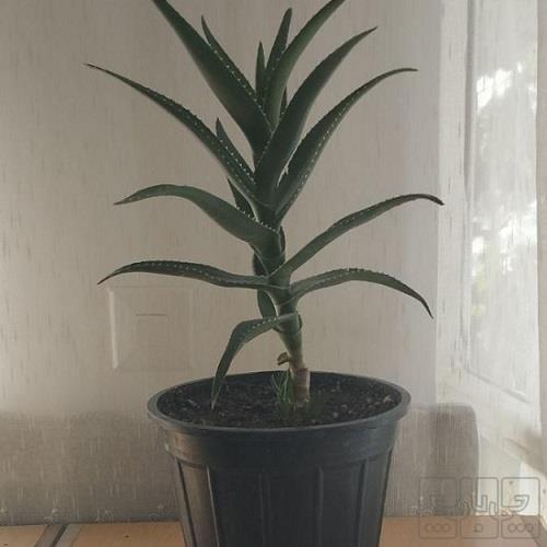 خانه و  آشپزخانه - باغبانی - گل و گیاه طبیعی